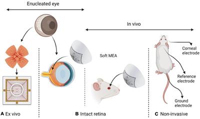 In the Eye of the Storm: Bi-Directional Electrophysiological Investigation of the Intact Retina